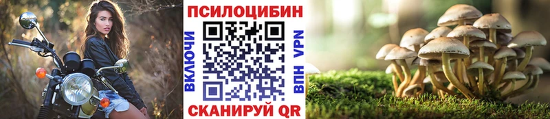 Галлюциногенные грибы Psilocybe Бийск